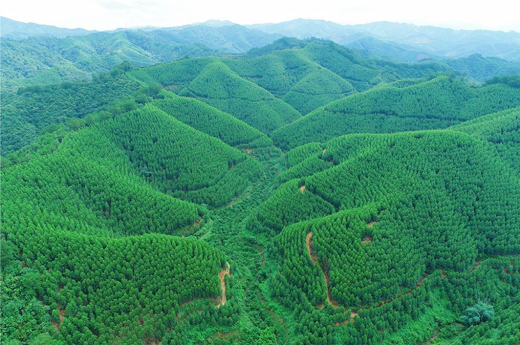 连山林场发展规划概览