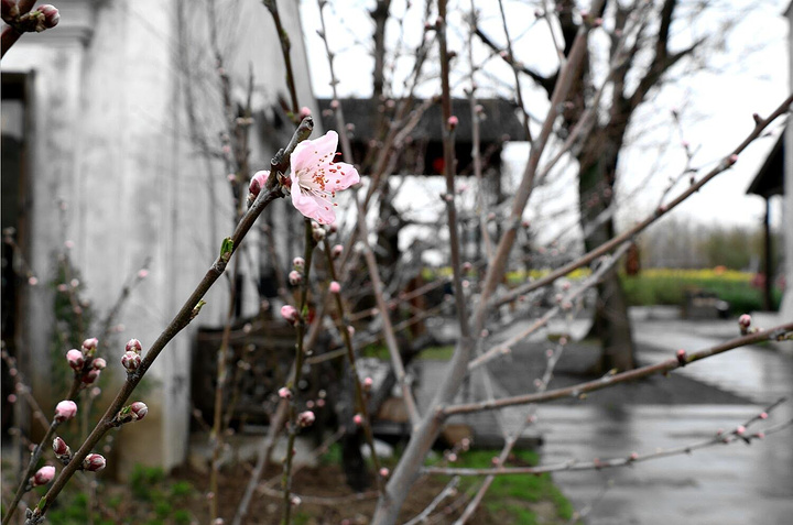 桃花坞街道天气预报更新通知