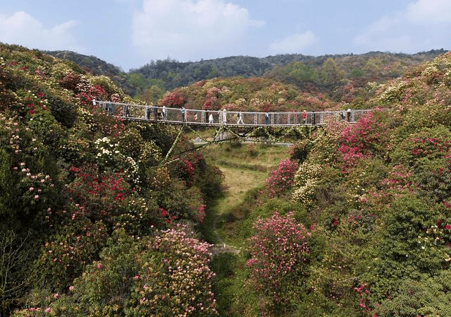 毕节市百里杜鹃景区最新开放时间与魅力展现探秘