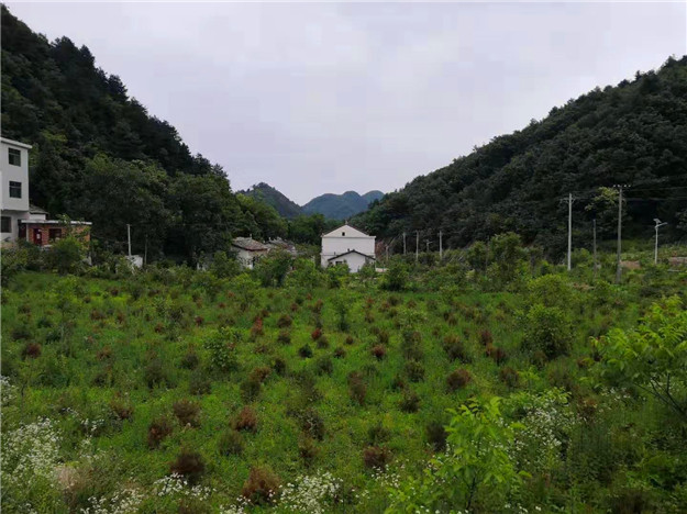 沟坪村新项目，乡村振兴的新动力源泉