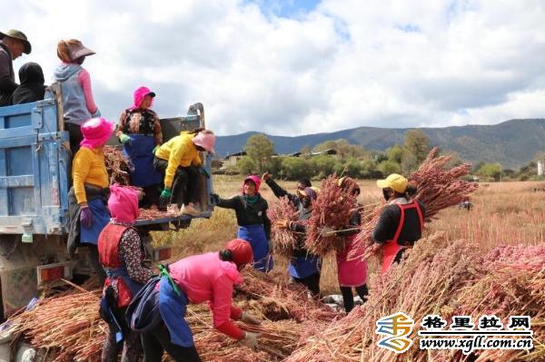 小中甸镇最新新闻报道