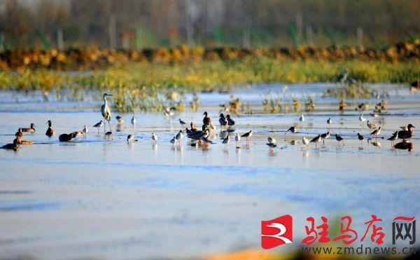 确山县文化广电体育和旅游局新项目启动，文化体育事业迎来繁荣发展时代