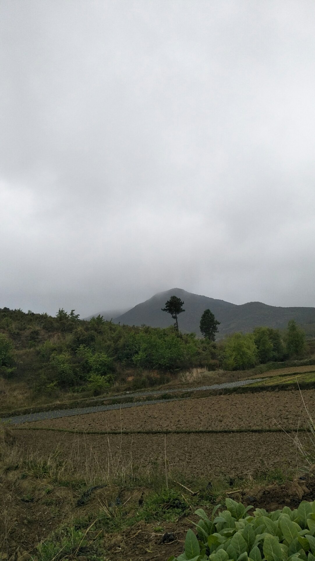 马宁镇天气预报更新通知